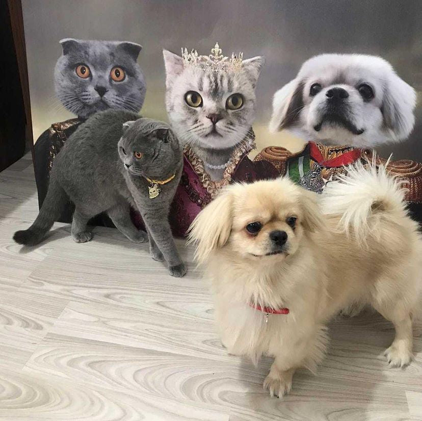 Capture Your Pet Like a Pro